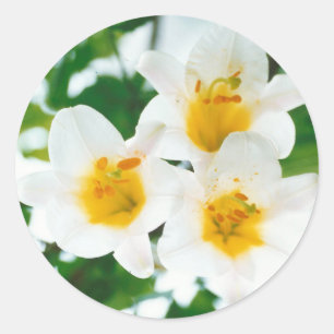 Weiße Lilien - Lilienblüte Lilium candidum  Runder Aufkleber
