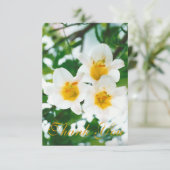 Weiße Lilien - Liliumcandidum Dankeskarte (Stehend Vorderseite)