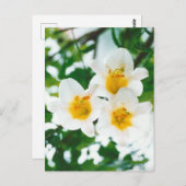 Weiße Lilien - Liliumcandidum Postkarte (Vorne/Hinten)