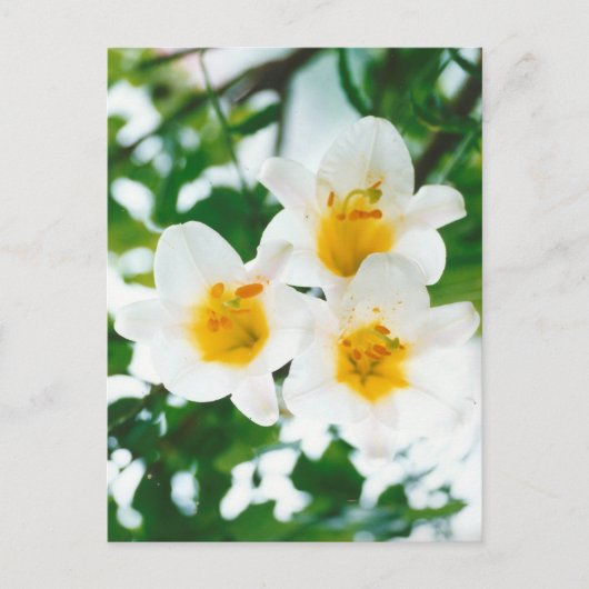 Weiße Lilien - Liliumcandidum Postkarte (Vorderseite)