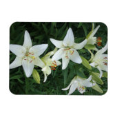 Weiße Lilien Magnet (Horizontal)