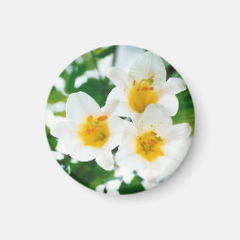 Weiße Lilien - Symbol der Liebe Magnet