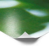 Weiße Liliumkandidat Fotodruck (Ecke)