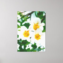 Weiße Liliumkandidat Leinwanddruck