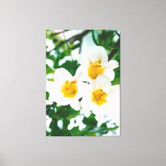 Weiße Liliumkandidat Leinwanddruck (Vorderseite)