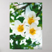 Weiße Liliumkandidat Poster (Vorne)