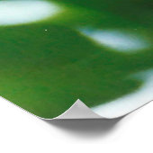 Weiße Liliumkandidat Poster (Ecke)