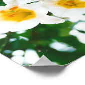 Weiße Liliumkandidat Poster (Ecke)