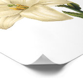 Weiße Liliumkandidatin von Redouté Poster (Ecke)