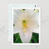 Weiße Lilly-Blume Postkarte (Vorne/Hinten)