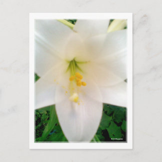 Weiße Lilly-Blume Postkarte