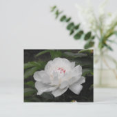 Weiße Lilly-Postkarte Postkarte (Stehend Vorderseite)
