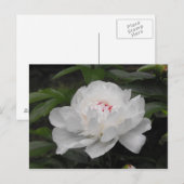 Weiße Lilly-Postkarte Postkarte (Vorne/Hinten)