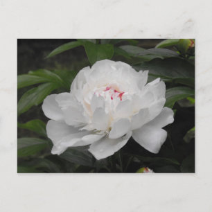 Weiße Lilly-Postkarte Postkarte