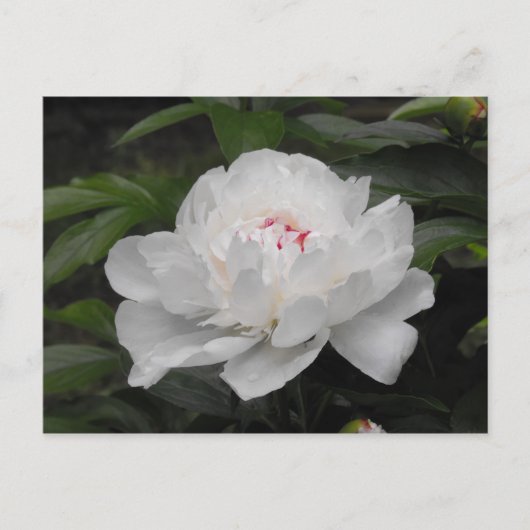 Weiße Lilly-Postkarte Postkarte (Vorderseite)
