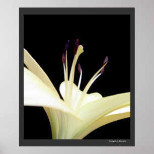 Weiße Lily Blume Lilies Blume Foto Poster