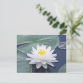 Weiße Lilypad Postkarte (Stehend Vorderseite)