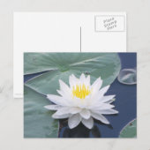 Weiße Lilypad Postkarte (Vorne/Hinten)