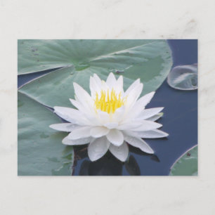 Weiße Lilypad Postkarte