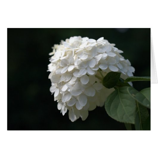 Weiße Limone Hydrangea-Blank im Inneren (Vorderseite (Horizontal))