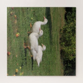 Weiße Linsen, Enten auf der Wiese, gesund essen Puzzle (Horizontal)