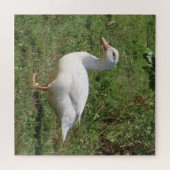 Weiße Linsen, Enten auf der Wiese, gesund essen Puzzle (Horizontal)