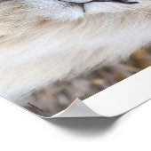 Weiße Lion Poster (Ecke)