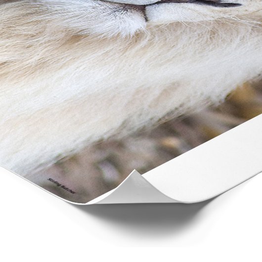 Weiße Lion Poster (Ecke)