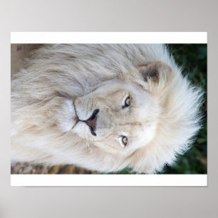 Weiße Lion Poster
