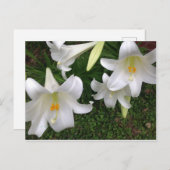 Weiße Lippe Postkarte (Vorne/Hinten)