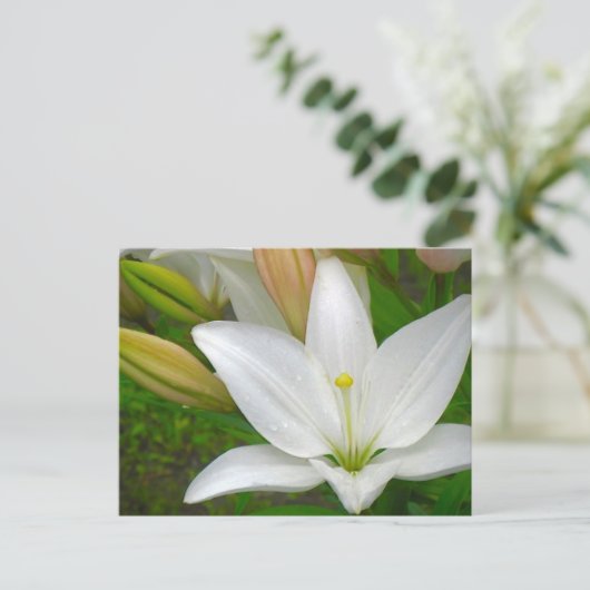 Weiße Lippe Postkarte (Stehend Vorderseite)