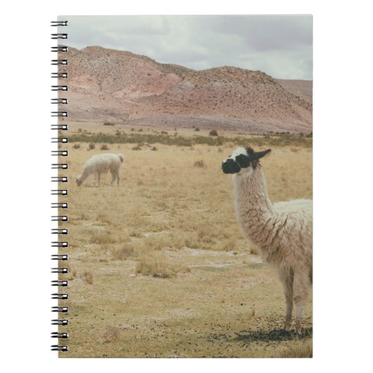WEISSE LLAMA AUF BROWN GRASS NOTIZBLOCK (Vorderseite)