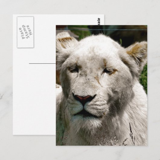 WEISSE LÖSUNGEN POSTKARTE (Vorne/Hinten)