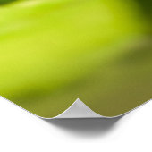 Weiße Lotus-Wassergartenposter Poster (Ecke)
