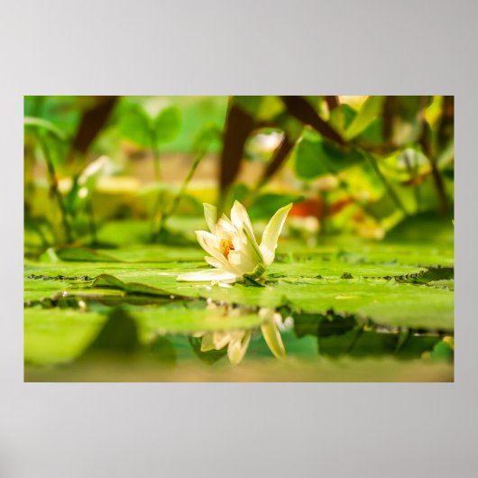 Weiße Lotus-Wassergartenposter Poster (Vorne)