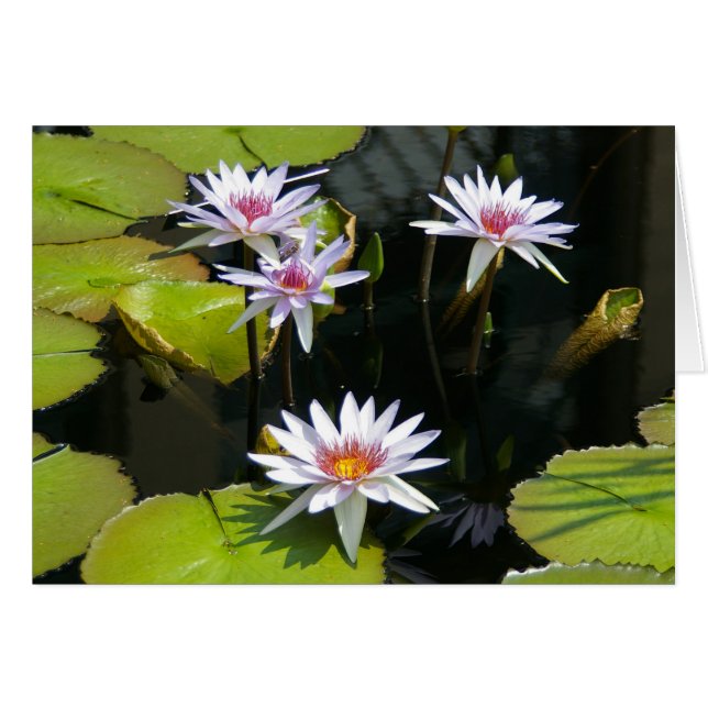 Weiße Lotus-Wasserlilie (Vorderseite (Horizontal))