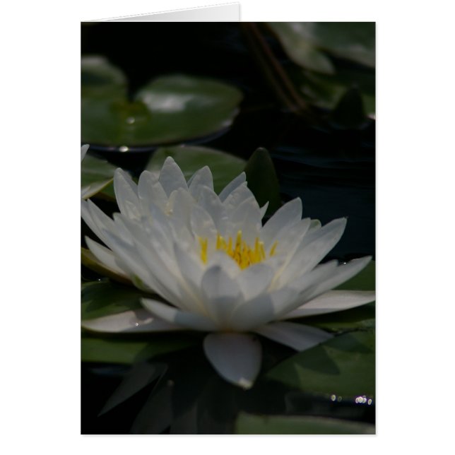 Weiße Lotus-Wasserlilie (Vorne)