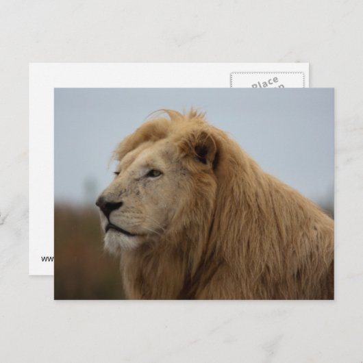 Weiße Löwe - Postkarte (Vorne/Hinten)