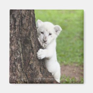 Weiße Löwenkube, die sich hinter einem Baum verste Magnet