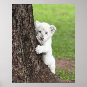 Weiße Löwenkube, die sich hinter einem Baum verste Poster