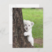 Weiße Löwenkube, die sich hinter einem Baum verste Postkarte (Vorne/Hinten)