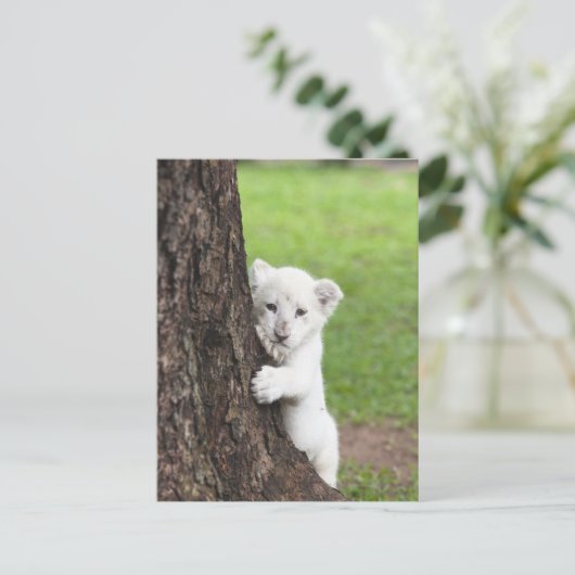 Weiße Löwenkube, die sich hinter einem Baum verste Postkarte (Stehend Vorderseite)
