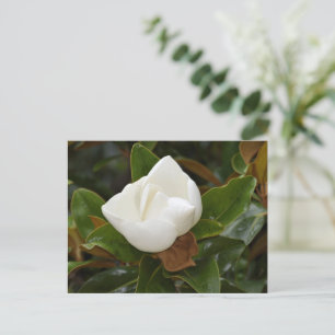 Weiße Magnolia-Blume blüht Postkarte