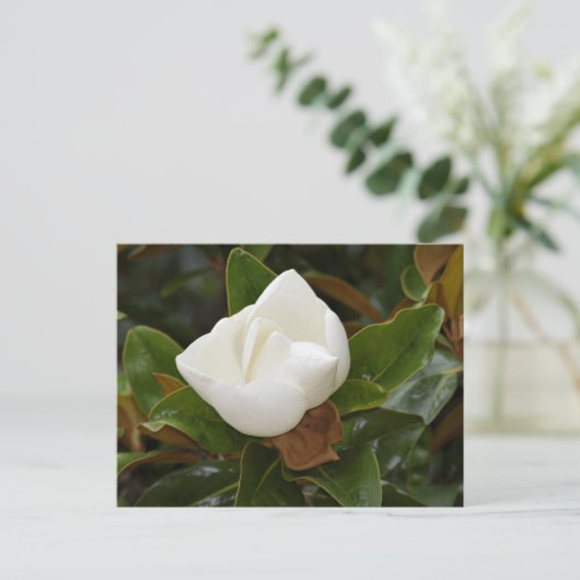 Weiße Magnolia-Blume blüht Postkarte (Stehend Vorderseite)