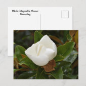 Weiße Magnolia-Blume blüht Postkarte (Vorne/Hinten)