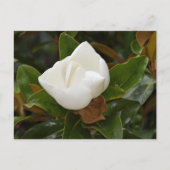 Weiße Magnolia-Blume blüht Postkarte (Vorderseite)