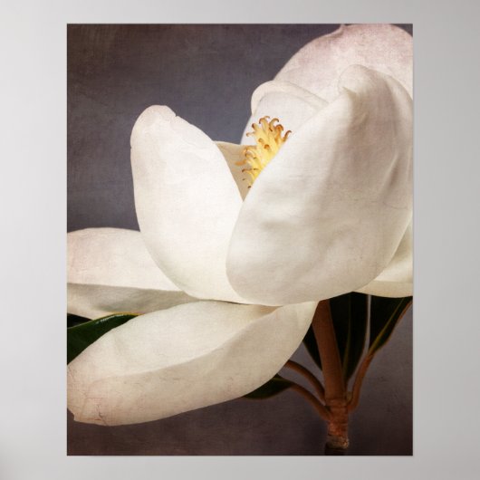 Weiße Magnolia Blume Blumenstrauß Blume Grau Poster (Vorne)