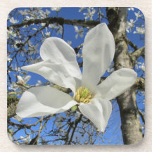Weiße Magnolia-Blume in Bäumen.