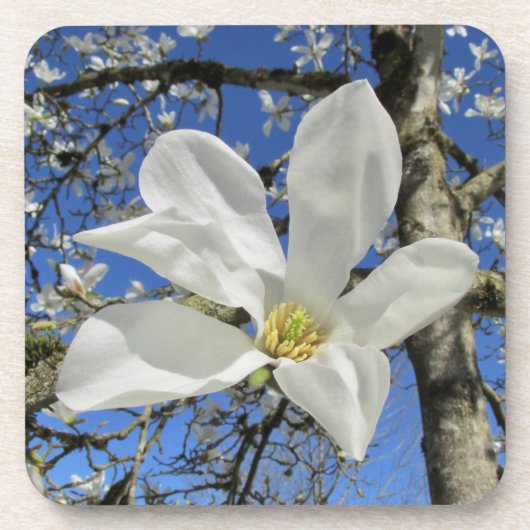 Weiße Magnolia-Blume in Bäumen. Getränkeuntersetzer (Vorderseite)