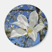 Weiße Magnolia-Blume in Bäumen. Magnet (Vorne)